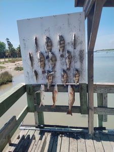 Fresh caught redfish and black drum displayed on fish cleaning station in Corpus Christi TX