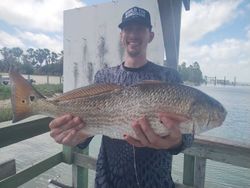 Freshly caught redfish held on dock in Corpus Christi TX