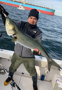 Bluefish caught by angler in New York City
