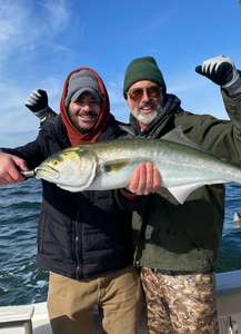 Bluefish, 27 inches, caught in New York City