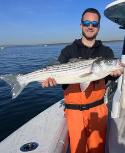 Striped bass fish being caught by angler in New York City