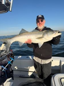 Striped bass caught in New York City