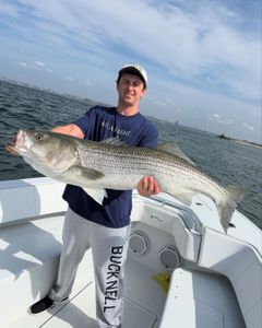 Striped bass caught fishing in New York City