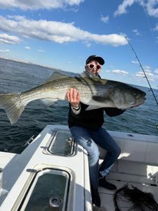 Striped bass caught by a person in New York City