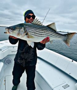 Striped Bass caught while fishing in New York City