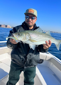 Striped bass caught fishing in NY
