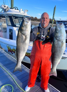 Two striped bass fish caught in New York City
