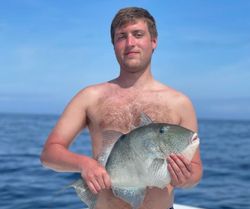 Grey Triggerfish Fishing in Alabama