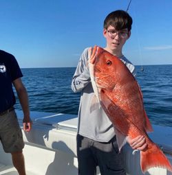 Red Snapper Bounty in Dauphin Island