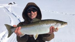 A lone Atlantic Salmon, a 27-inch trophy fish, caught in VT