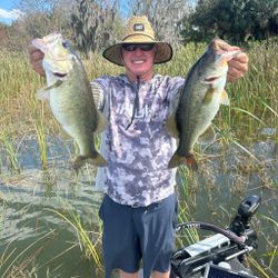 Largemouth Bass and Florida Bass caught in Florida