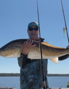 Pamlico Gold Bull (Old) Drum.