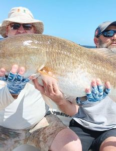 Fish-Species