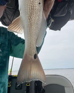 Redfish Spot Tail