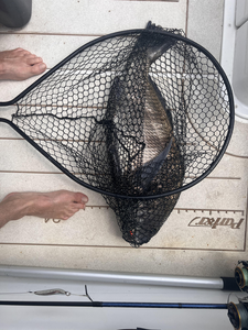 Reeling in the perfect catch on a partly cloudy day!