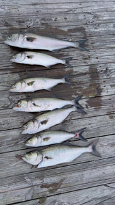 Blasted the bluefish with some light tackle action at the park!