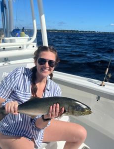Bluefish caught while fishing in Oriental