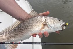 Caught a beauty!