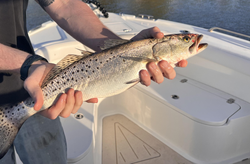 Caught a beauty on the lake!
