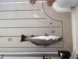 A day's catch on the board.