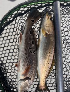 Double; Redfish & SeaTrout