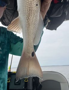 One fish in Oriental fishing and tours