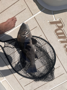 Tight lines and bait casting at 301 Midyette St. under partly cloudy skies.