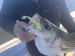 Nice catch on light tackle! Clear conditions made for an exciting adventure.