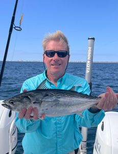 Little Tunny fish caught in Oriental location