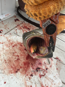 Looks like a bloody good time for the fisherman.