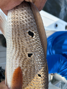 Light tackle triumphs as a redfish takes the bait on a stormy day!