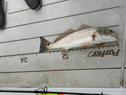 Light tackle triumph: Redfish hooked under partly cloudy skies!