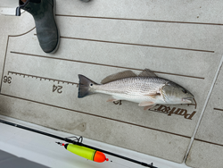 Light tackle magic strikes gold with a redfish in Oriental!