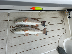 Double trouble: Redfish duet in Oriental's partly cloudy playground!