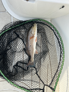 Redfish on light tackle: the perfect storm of fishing excitement!