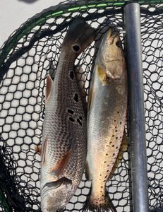 Two redfish and spotted weakfish caught in NC