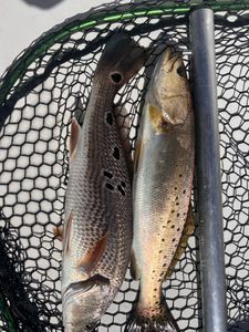 Two redfish and spotted weakfish caught in Oriental, North Carolina