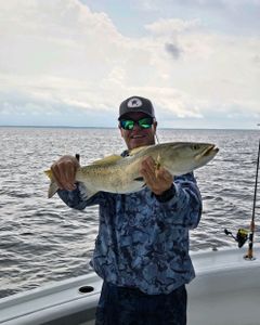 Spotted Weakfish caught on fishing tour in NC