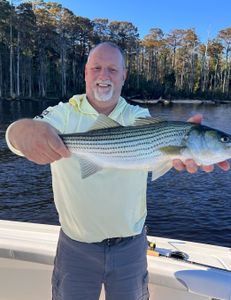 A striped bass measuring 20 inches, caught while fishing in NC