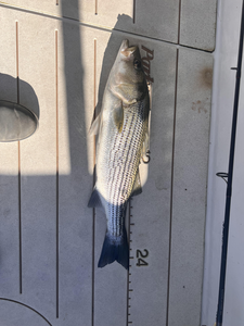 Nice striped bass caught on light tackle in clear conditions.