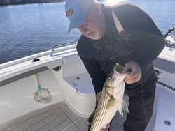 Nice striped bass on light tackle today!