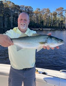 Striped bass caught fishing in NC