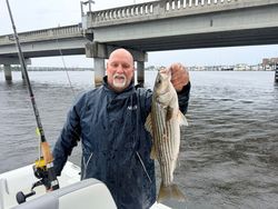 Striped bass catch displayed on fishing boat near bridge in Oriental NC