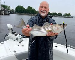 Striped bass caught during fishing tour in Oriental NC
