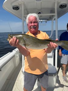 Striped bass catch displayed on fishing charter boat in Oriental NC waters