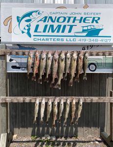 14 walleye fish caught at Lakeside Marblehead