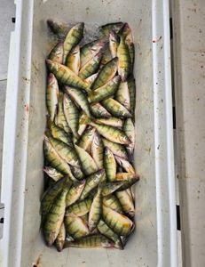 Erie Perch action—can’t beat it!