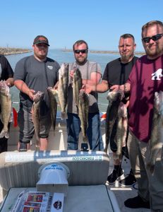 7 sauger fish caught in OH