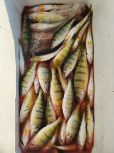 9 American Yellow Perch in the lakeside Marblehead