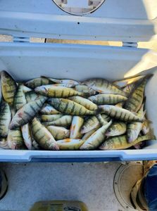 Four American Yellow Perch caught at Lakeside Marblehead